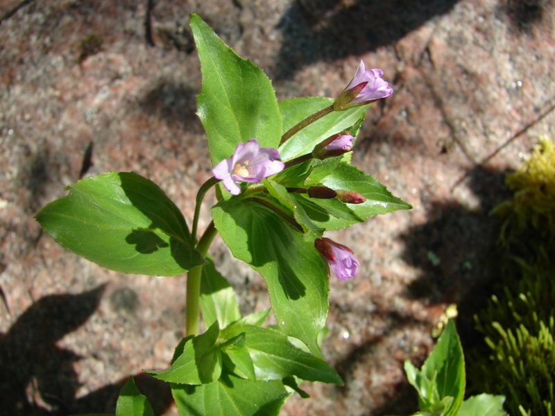 Изображение особи род Epilobium.