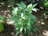 Helleborus argutifolius