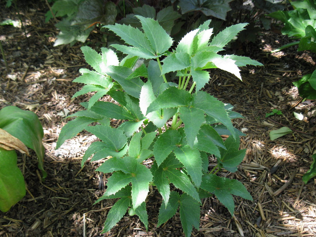 Изображение особи Helleborus argutifolius.