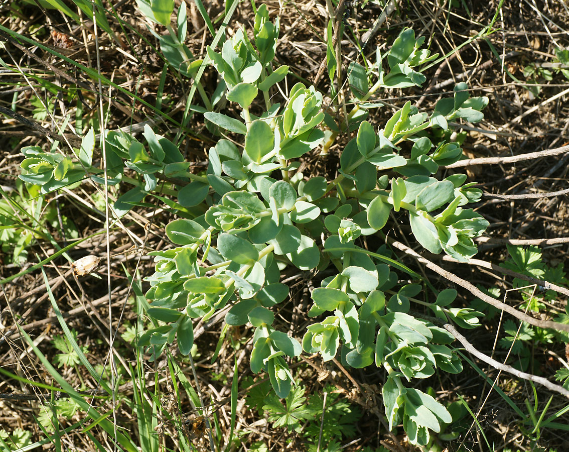 Image of Hylotelephium ruprechtii specimen.