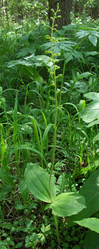 Image of Listera ovata specimen.