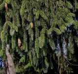 Picea sitchensis