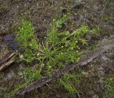 Sagina procumbens. Расцветающее растение. Курская обл., Железногорский р-н, ур. Кармановская дача в окр. ж.-д. ст. Мицень. 22 июля 2007 г.