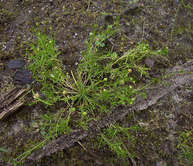 Image of Sagina procumbens specimen.