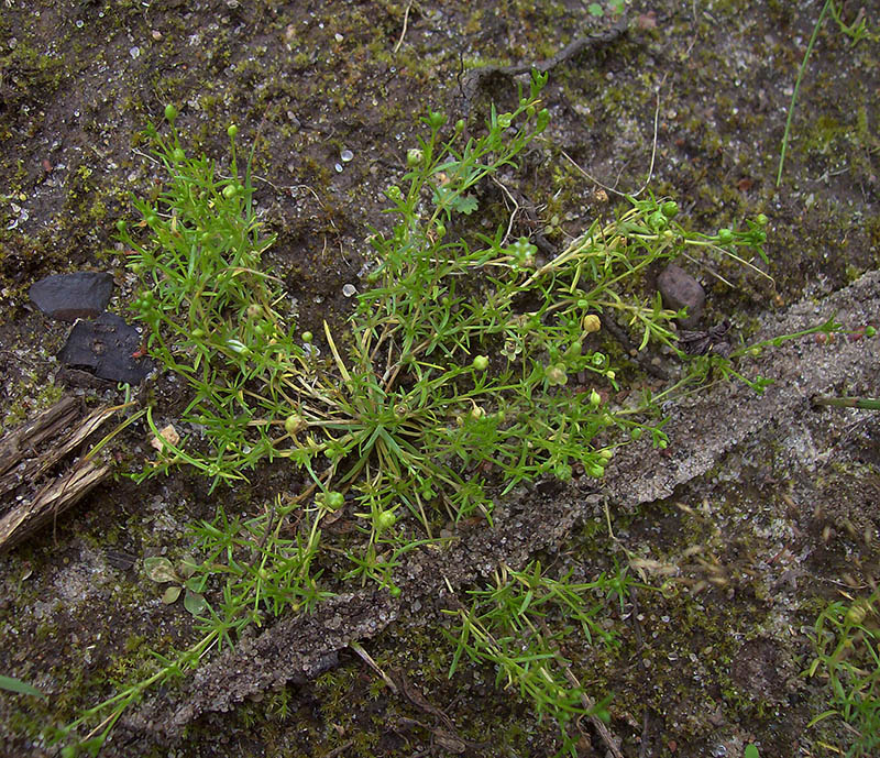 Изображение особи Sagina procumbens.