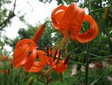 Image of taxon representative. Author is Владимир Малибог