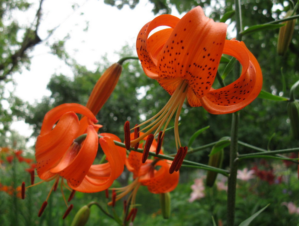Image of Lilium davidii specimen.