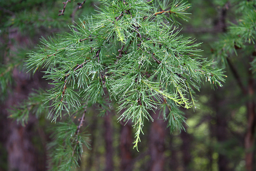 Изображение особи Larix gmelinii.