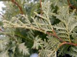 Thuja occidentalis. Часть ветви (культивар 'Wareana Lutescens'). Украина, г. Кривой Рог, ботанический сад. Январь 2013 г.