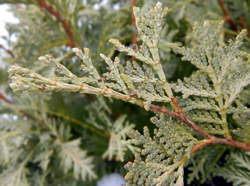 Изображение особи Thuja occidentalis.