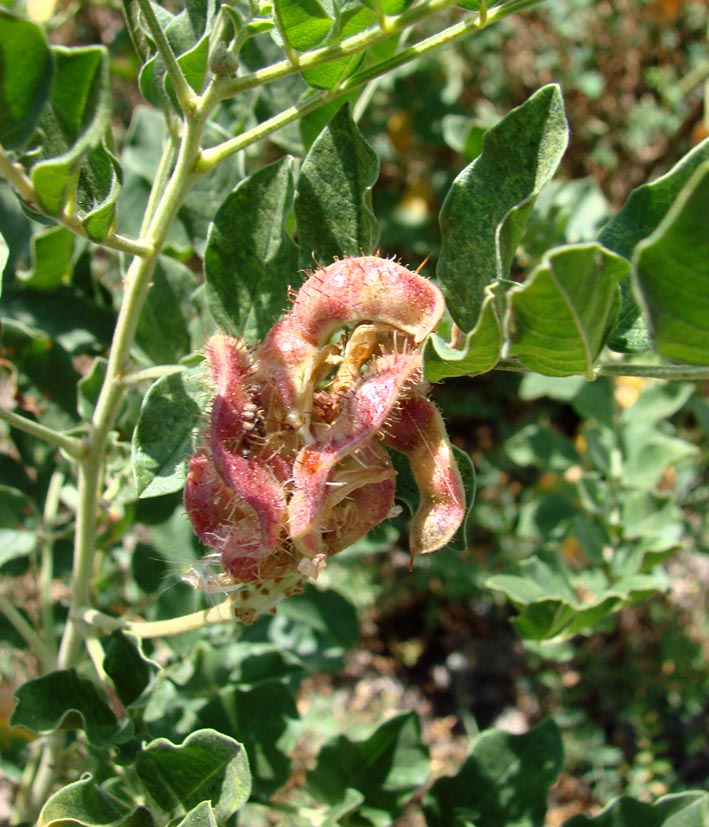 Image of Glycyrrhiza soongorica specimen.