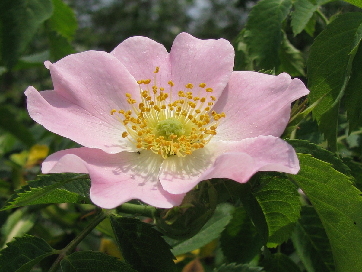 Image of Rosa canina specimen.