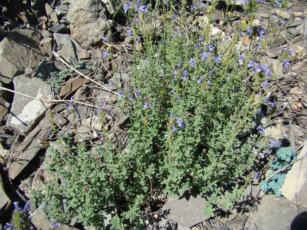 Image of Nepeta pseudokokanica specimen.