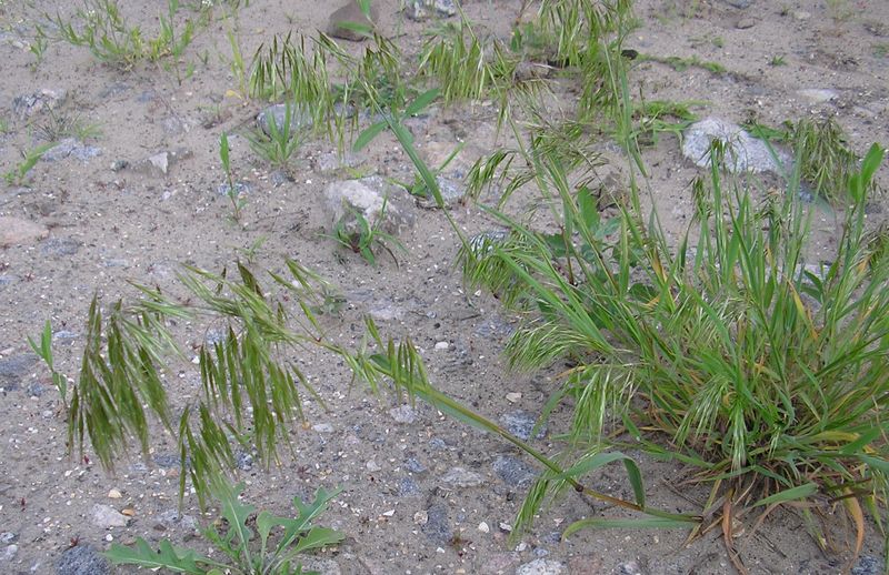 Изображение особи Anisantha tectorum.