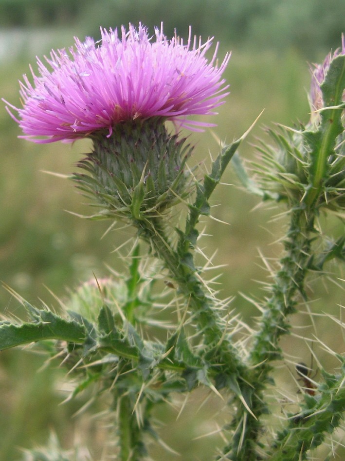 Изображение особи Carduus acanthoides.