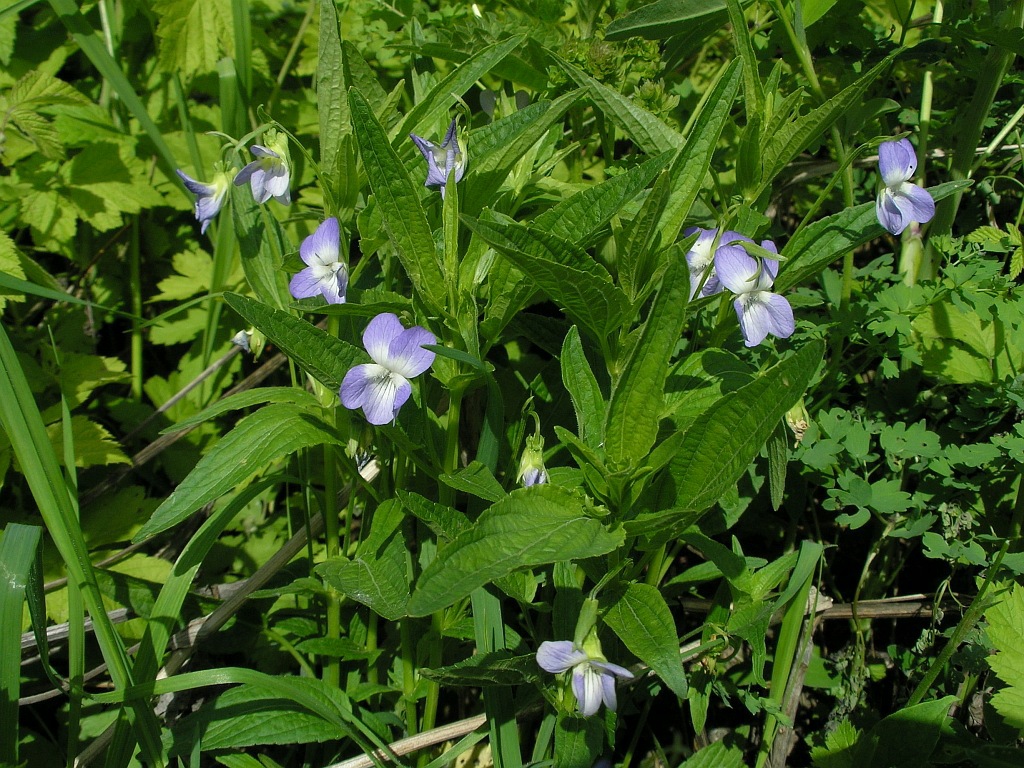 Изображение особи Viola elatior.