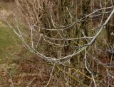 Frangula alnus. Покоящаяся ветка. Германия, г. Кемпен, в лесопосадке. 28.03.2013.