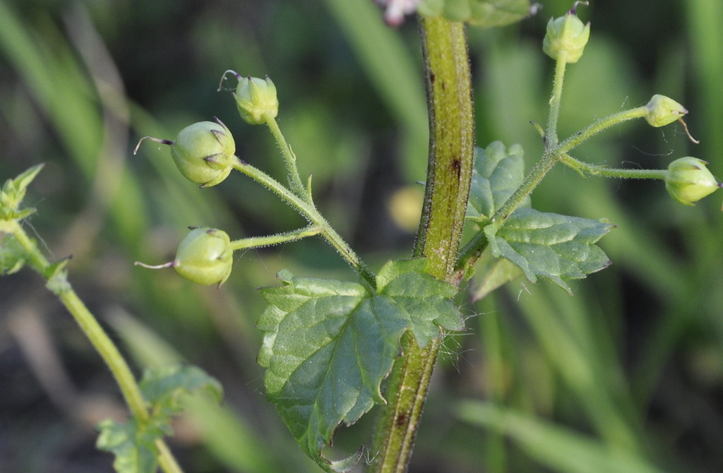 Изображение особи Scrophularia peregrina.