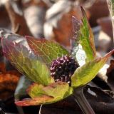 Sanicula rubriflora. Распускающееся соцветие. Приморский край, Шкотовский р-н, пос. Подъяпольск, дубовый перелесок. 03.05.2013.