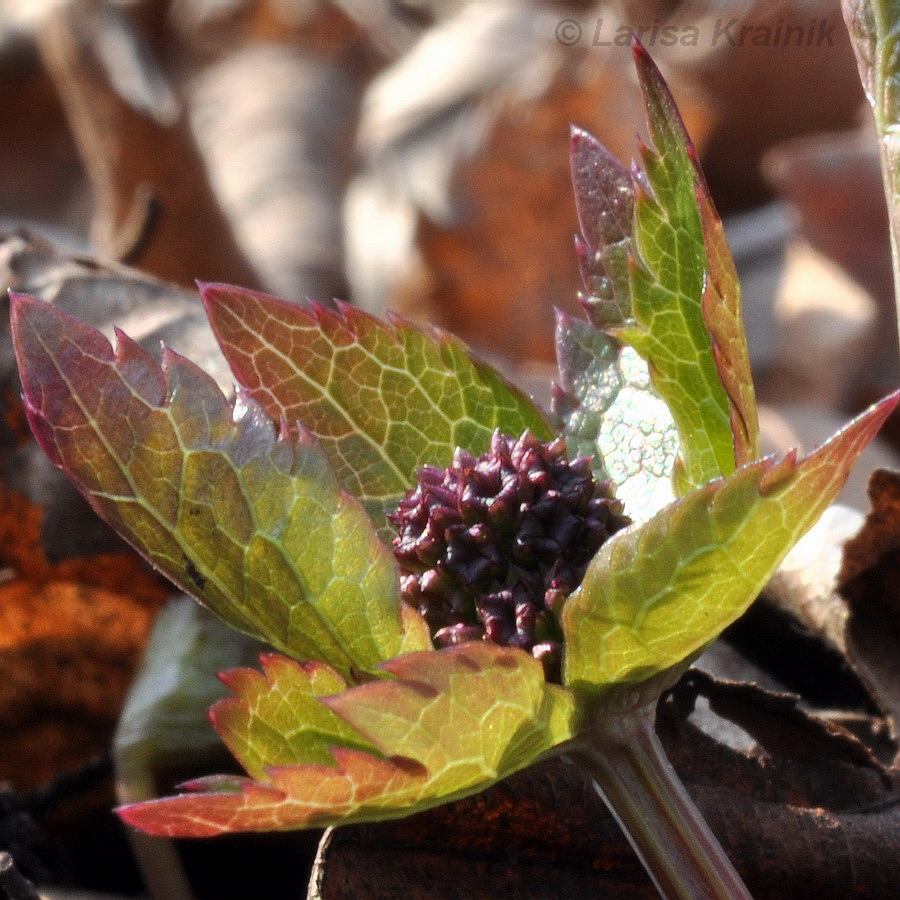 Image of Sanicula rubriflora specimen.