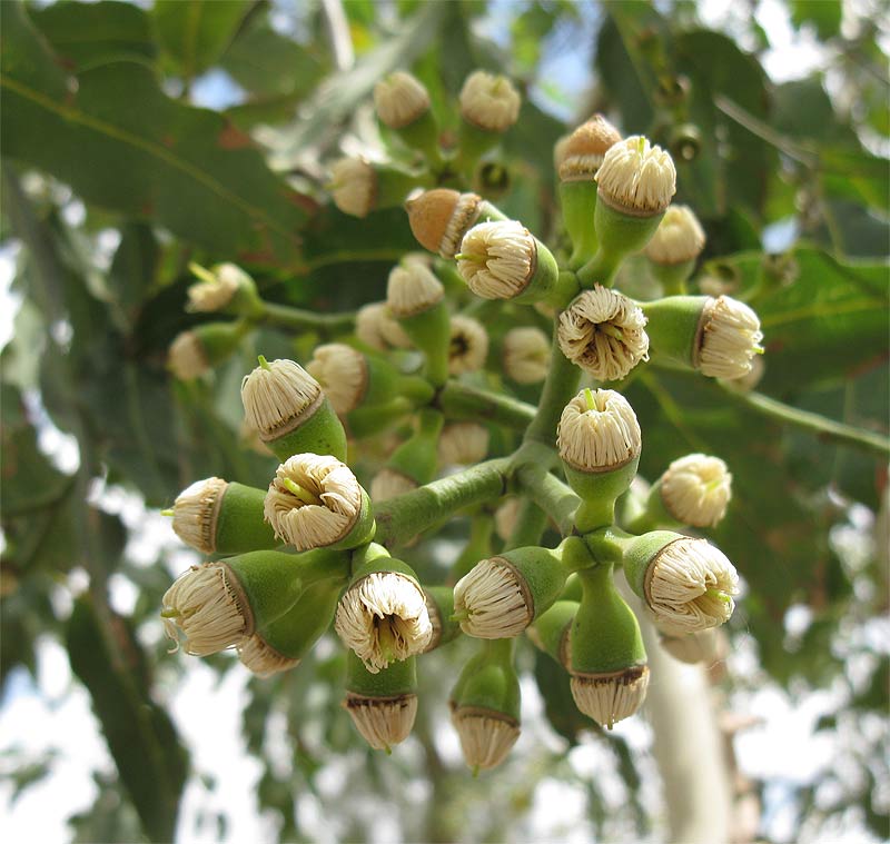 Image of Corymbia torelliana specimen.