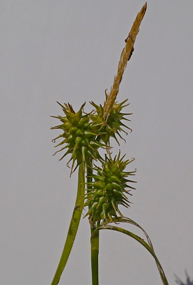 Image of Carex flava specimen.