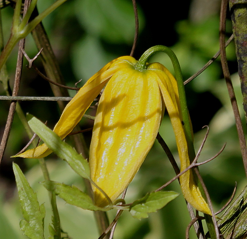 Image of Clematis tangutica specimen.