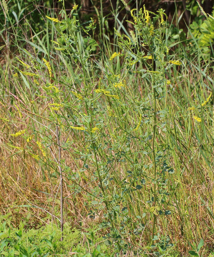 Image of Melilotus officinalis specimen.