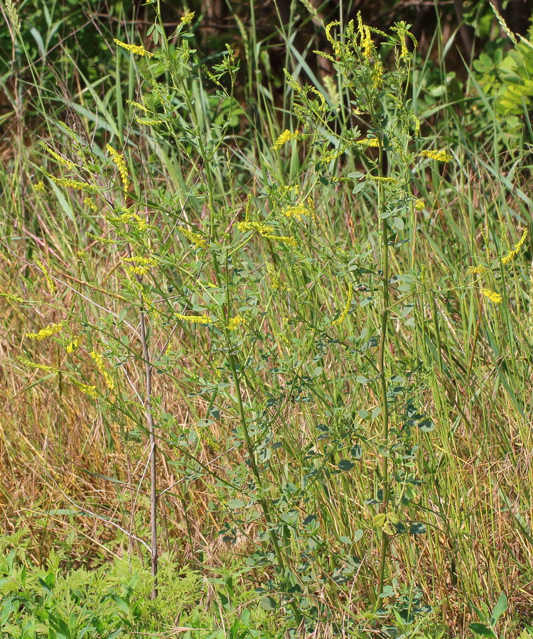 Изображение особи Melilotus officinalis.