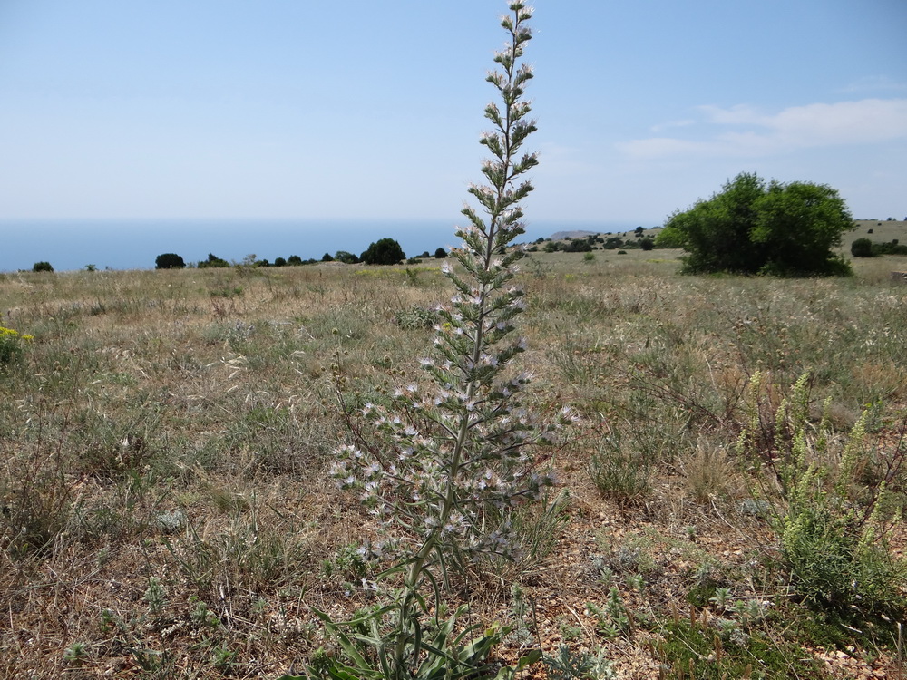 Изображение особи Echium biebersteinii.