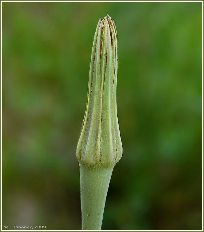 Image of Tragopogon dubius ssp. major specimen.