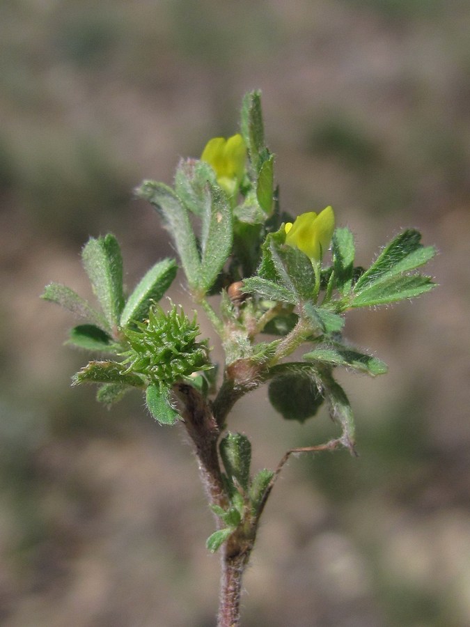 Image of Medicago minima specimen.