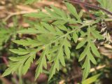 Ambrosia artemisiifolia. Лист. Ростовская обл., Неклиновский р-н, Носовское с/п, балка Камышовая. 19.07.2013.