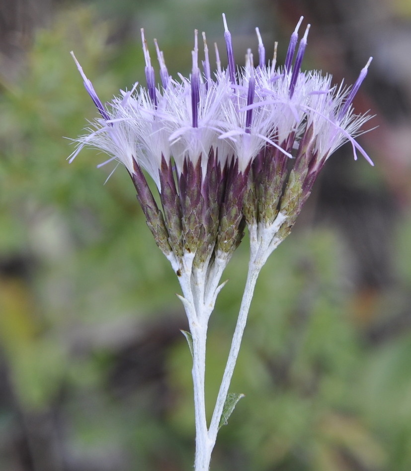 Image of Staehelina uniflosculosa specimen.