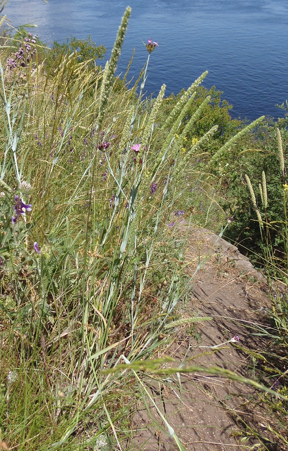 Изображение особи Phleum phleoides.