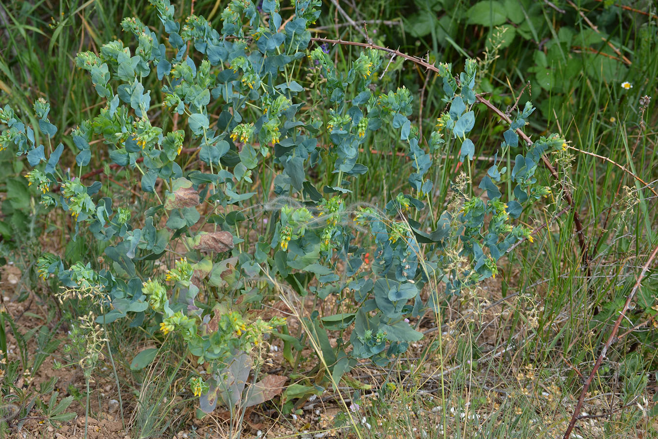 Image of Cerinthe minor specimen.