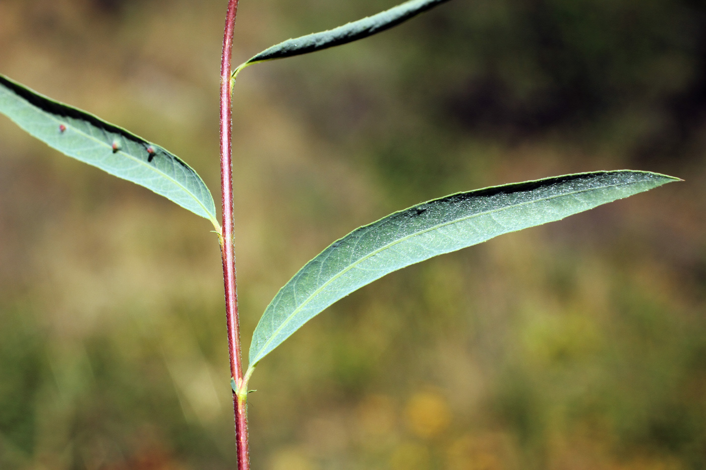 Image of Salix blakii specimen.