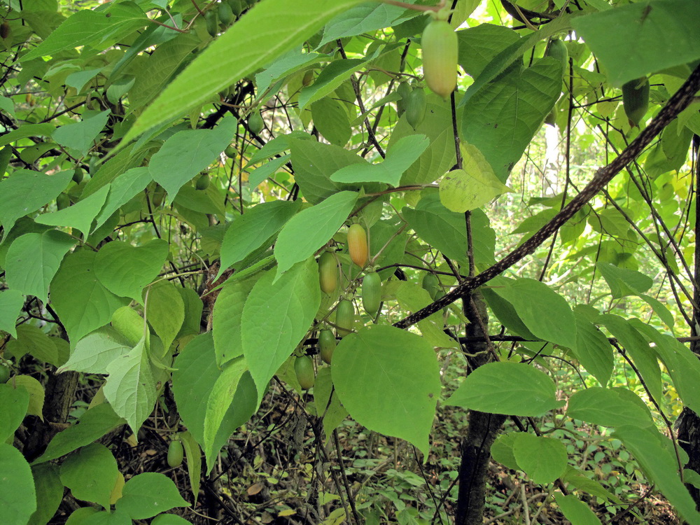 Image of Actinidia polygama specimen.