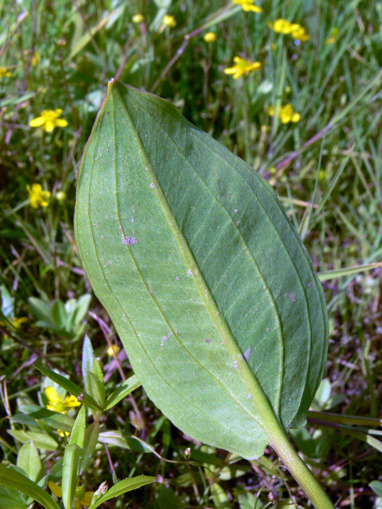 Изображение особи Alisma plantago-aquatica.