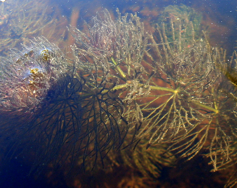 Изображение особи Ceratophyllum submersum.
