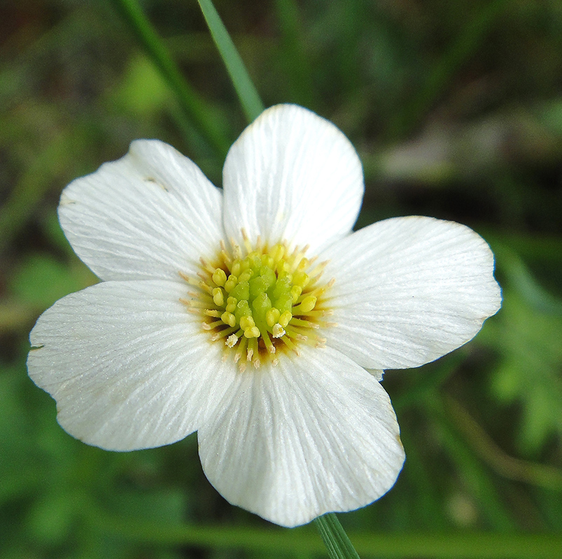 Изображение особи Callianthemum isopyroides.