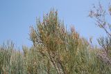 Ephedra intermedia