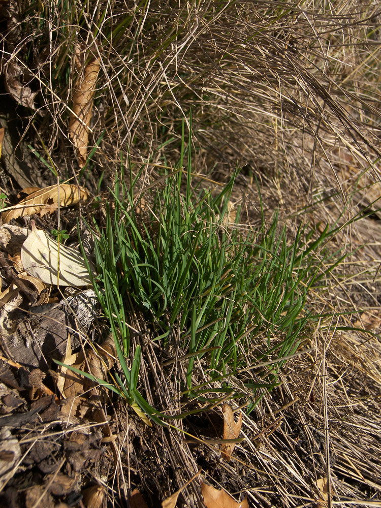 Изображение особи Poa nemoralis.