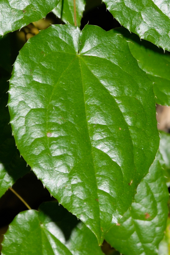 Изображение особи Epimedium alpinum.