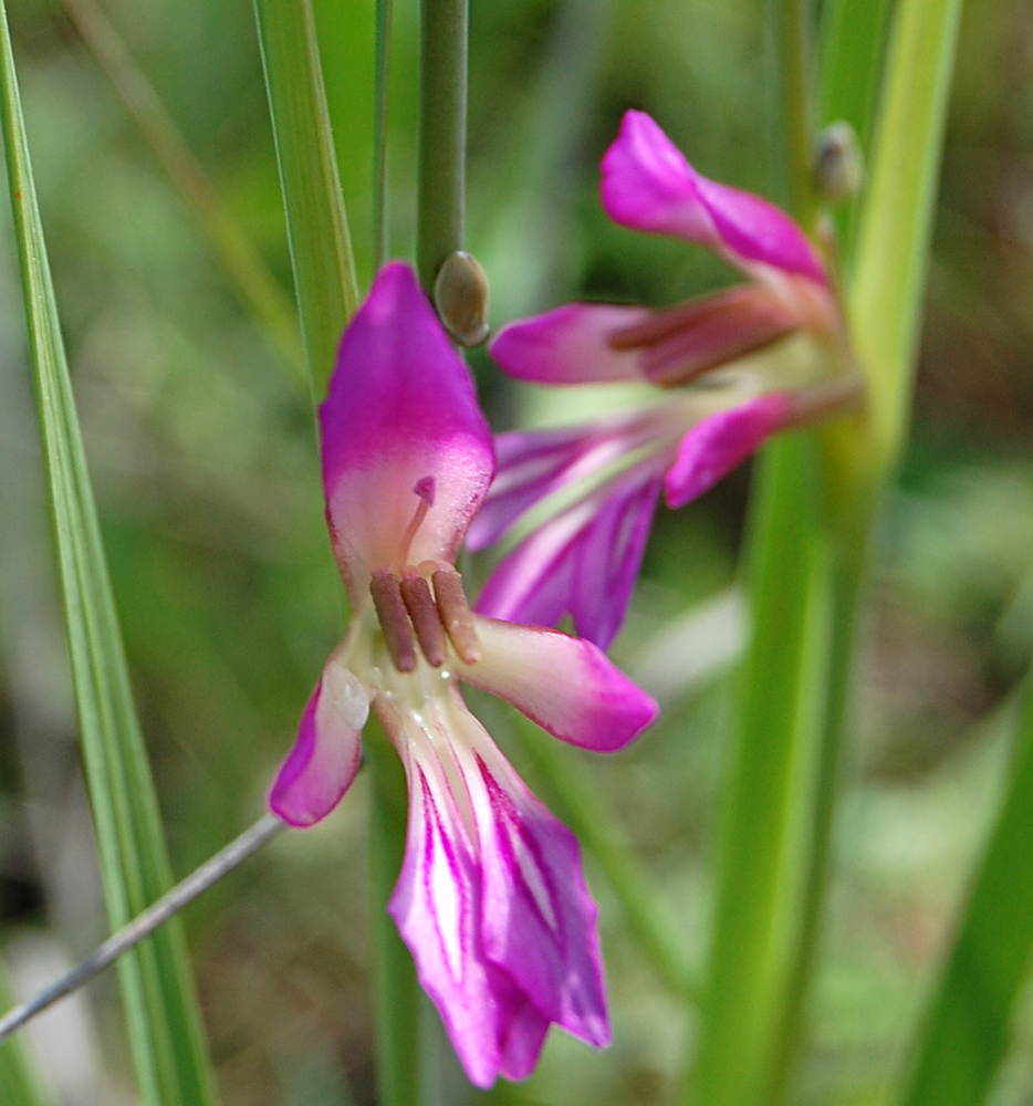 Image of Gladiolus italicus specimen.