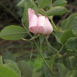 genus Rosa. Верхушка побега с цветком. Ростовская область, Тарасовский район. 16.05.2013.