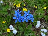 Gentiana uniflora