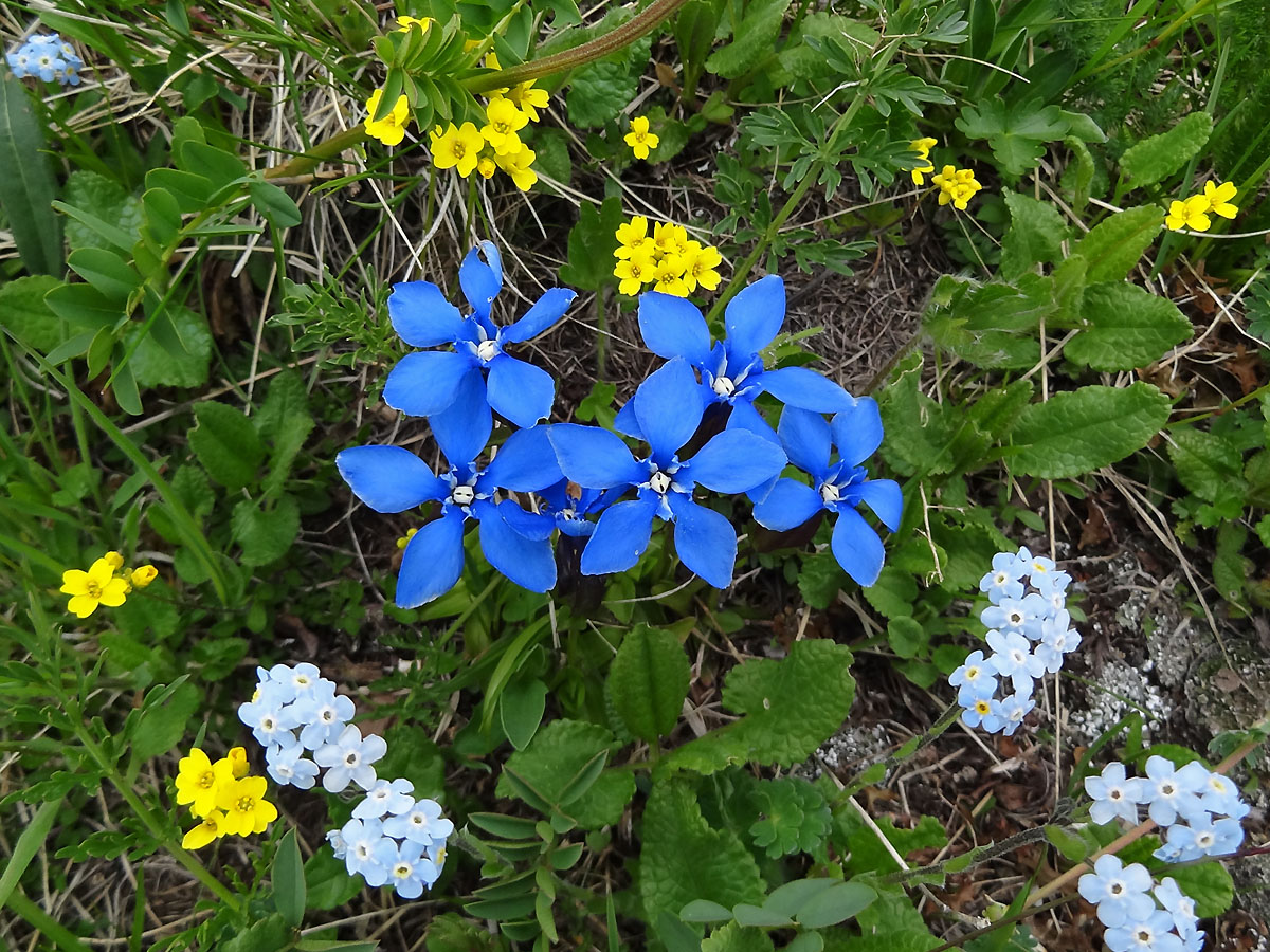 Изображение особи Gentiana uniflora.