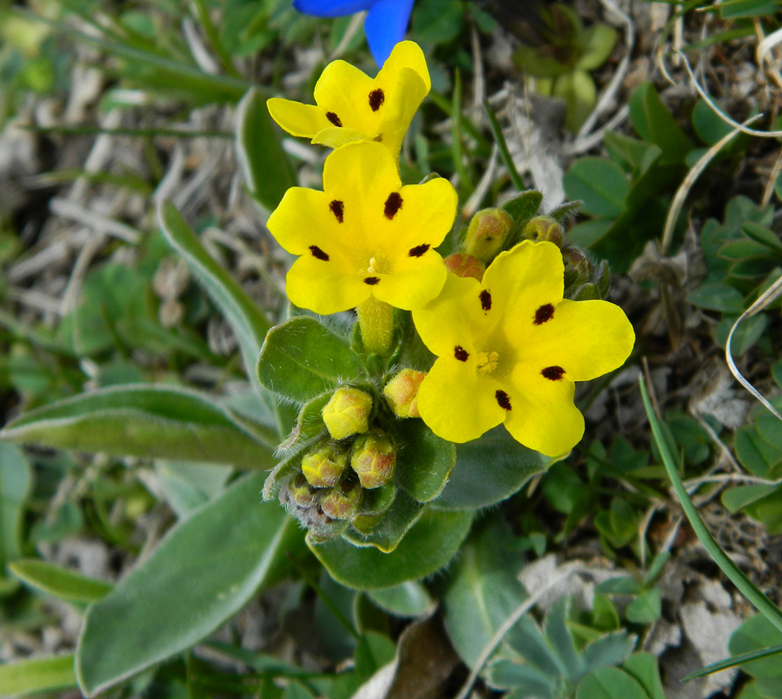 Image of Huynhia pulchra specimen.