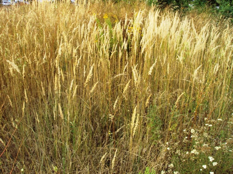 Изображение особи Calamagrostis epigeios.